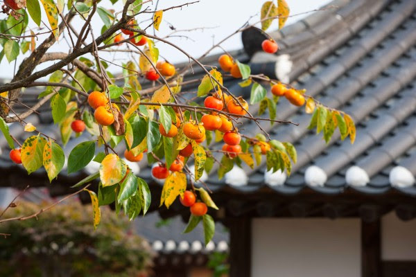 De persimmon is hét symbool van de Koreaanse herfst.  Wanneer de vruchten volledig rijp zijn, kleuren de boomgaarden in schitterende oranjetinten. Soorten die van nature zoet en knapperig zijn, kunnen direct vers gegeten worden, andere worden bijvoorbeeld gedroogd en vervolgens verwerkt in desserts.